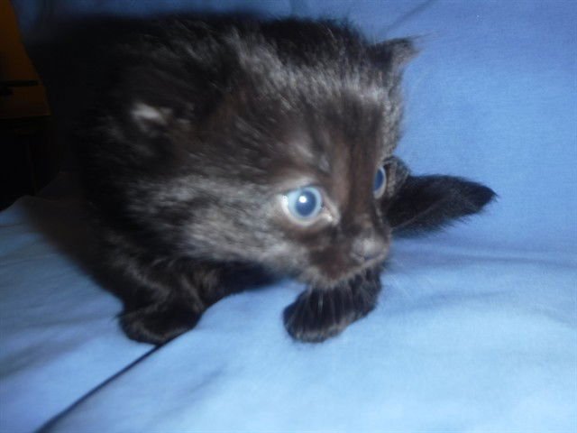 RICKY - Domestic Short Hair available for adoption