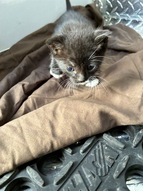 SHIRA - Domestic Short Hair available for adoption