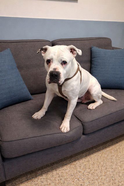 COQUITO - American Bulldog / Labrador Retriever available for adoption