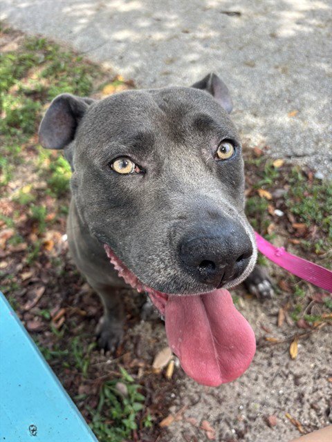 MATILDA Image