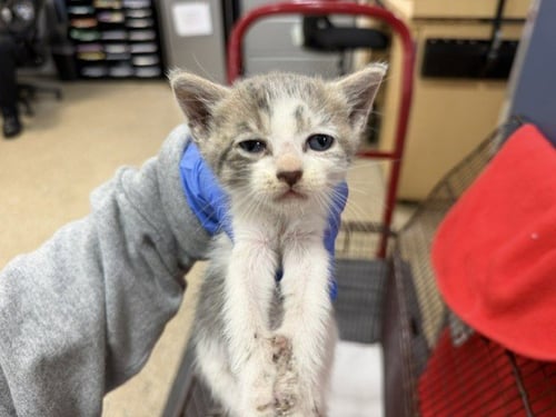 FLUFFERNESS - Domestic Short Hair available for adoption