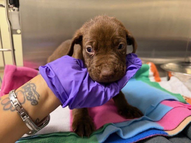 TANNER - Labrador Retriever available for adoption