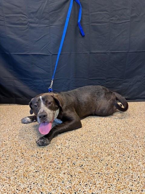 SASHA - Labrador Retriever available for adoption