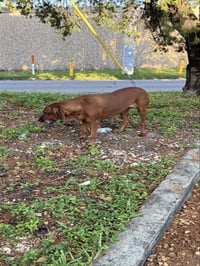 MOLLY - Photo 1
