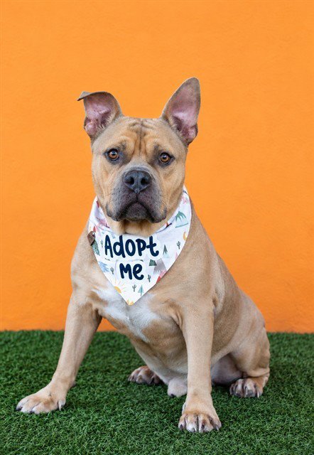 TOMMY - Bulldog available for adoption