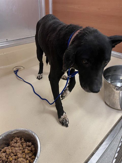 MAGGIE - Labrador Retriever available for adoption