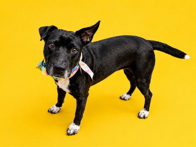 MAGGIE Image