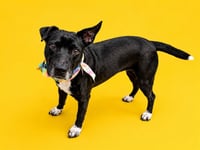 MAGGIE - Photo 1