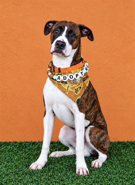 TORO - Boxer available for adoption