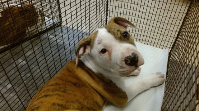 CHA CHA - American Bulldog available for adoption