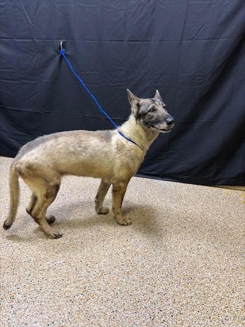MITA - German Shepherd Dog available for adoption