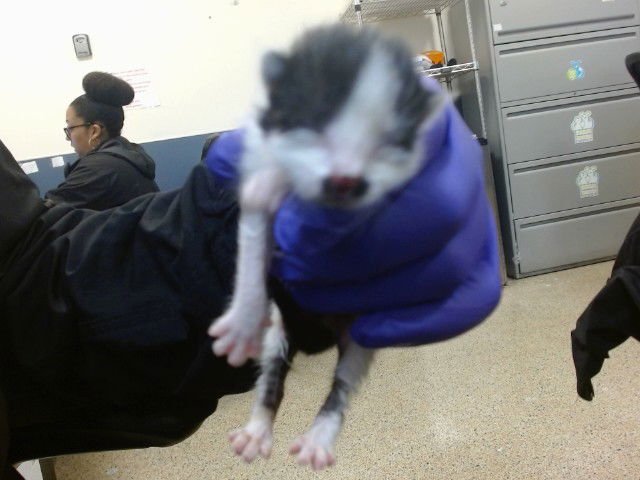 SPOTS - Domestic Short Hair available for adoption