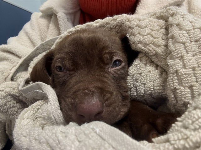 TANNER - Labrador Retriever available for adoption