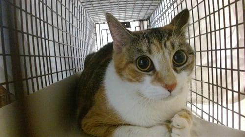 CHELITA - Domestic Short Hair available for adoption