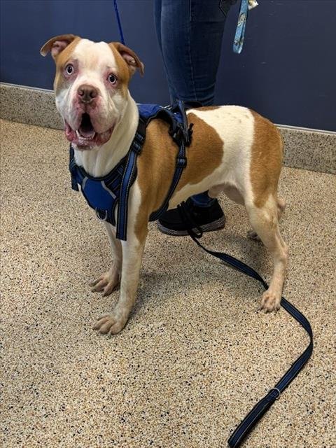 MR.WIGGLE PANTS - American Bulldog available for adoption