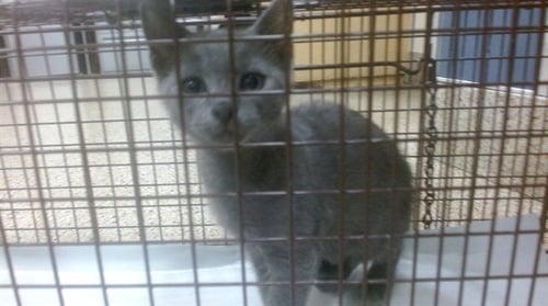 KENDRICK LAMAR - Russian Blue available for adoption