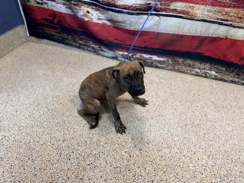 CARAMEL - Boxer available for adoption
