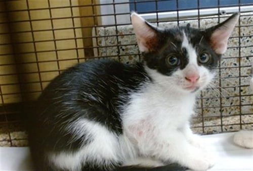 DINO - Domestic Short Hair available for adoption