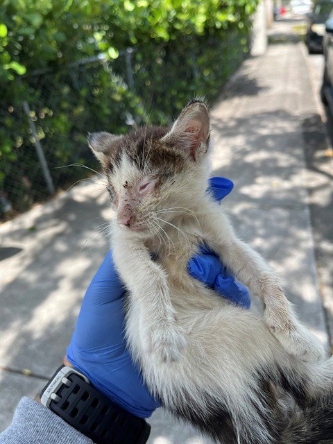 RAIN - Domestic Long Hair available for adoption