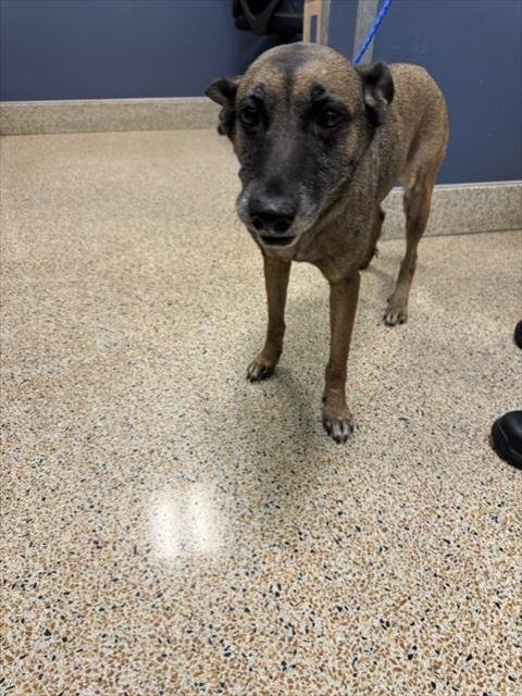 MILEY - Belgian Shepherd Malinois available for adoption