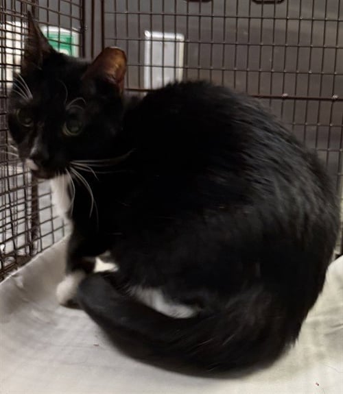 STAR - Domestic Short Hair available for adoption