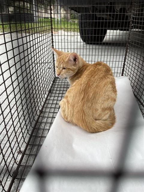 SUNNY - Domestic Long Hair available for adoption