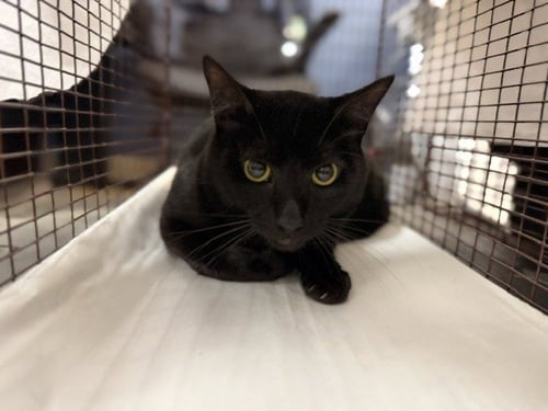 MILO - Domestic Short Hair available for adoption