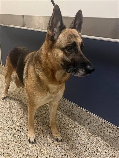 ELSA - German Shepherd Dog available for adoption