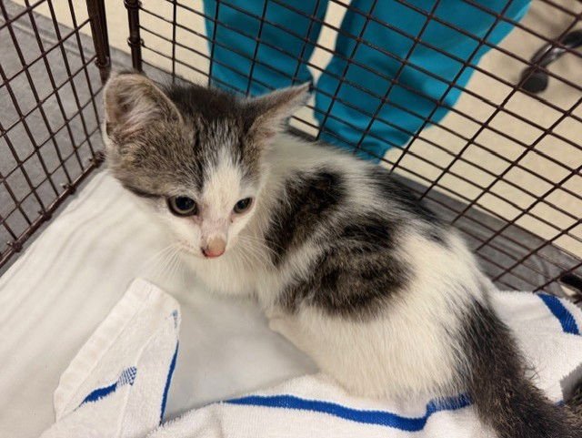 BASE - Domestic Short Hair available for adoption