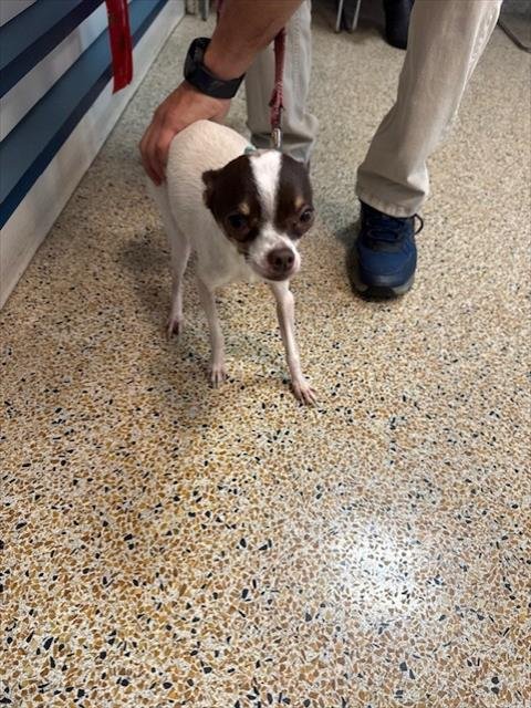 CHUCHITO - Chihuahua available for adoption