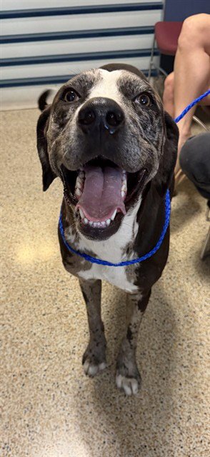 OREO - Pointer available for adoption