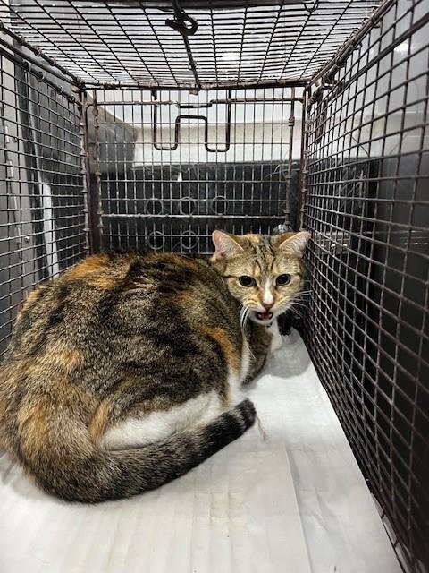 BUTTER CUP - Domestic Short Hair available for adoption