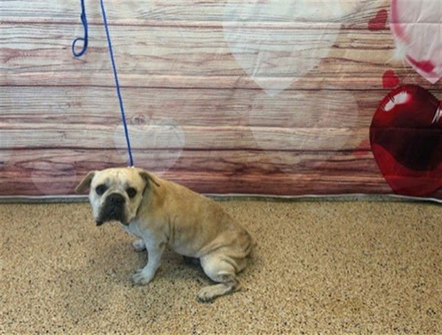 VULCAN - French Bulldog available for adoption