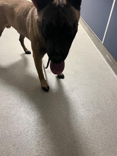 BEN - Belgian Shepherd Malinois available for adoption