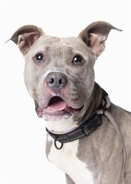 LIA - American Pit Bull Terrier available for adoption