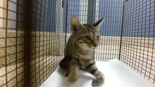 MINK - Domestic Short Hair for adoption in Hialeah