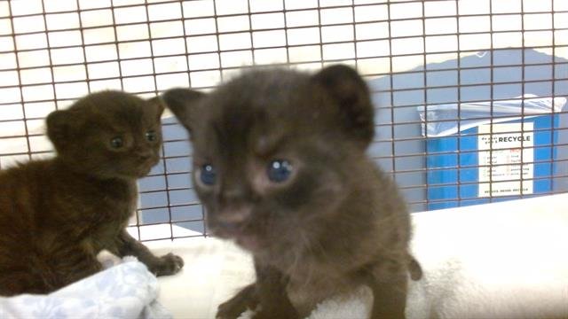 BERRY - Domestic Short Hair available for adoption