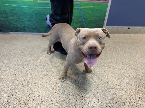 MYRA - American Bulldog available for adoption