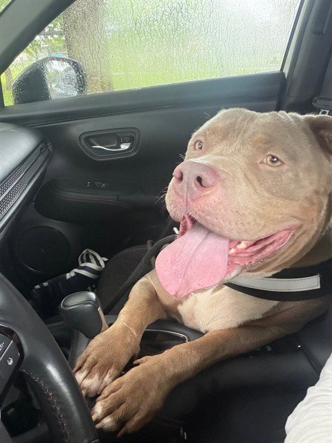 MYRA - American Bulldog available for adoption