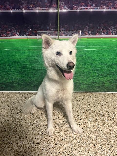 LUNA - Siberian Husky available for adoption