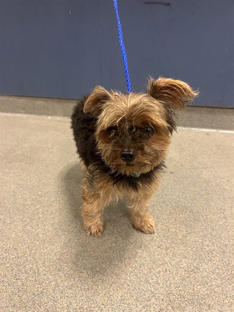 BELLO - Yorkshire Terrier Yorkie available for adoption