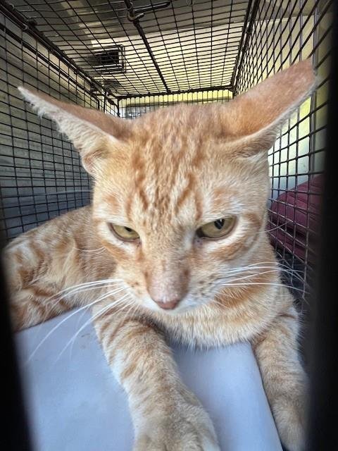 DUDE - Domestic Short Hair for adoption in Hialeah