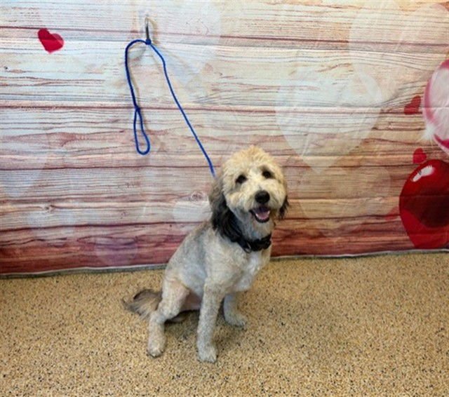 TODDY - Poodle (Standard) available for adoption