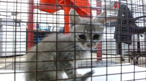GREGG - Domestic Short Hair available for adoption