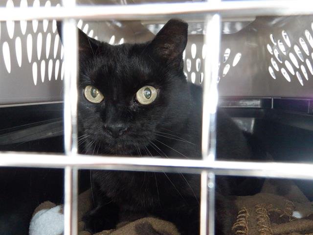 CATTALAYA - Domestic Short Hair available for adoption