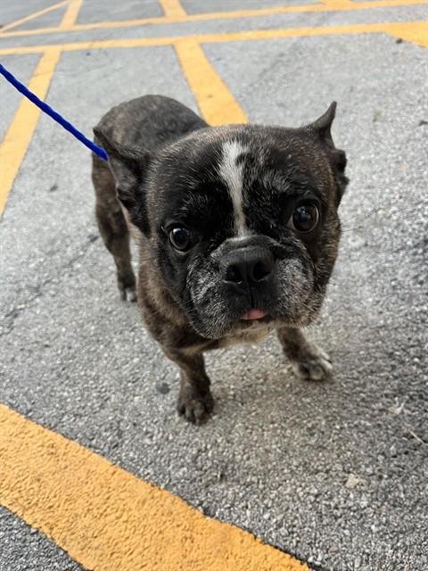 KASH - French Bulldog available for adoption