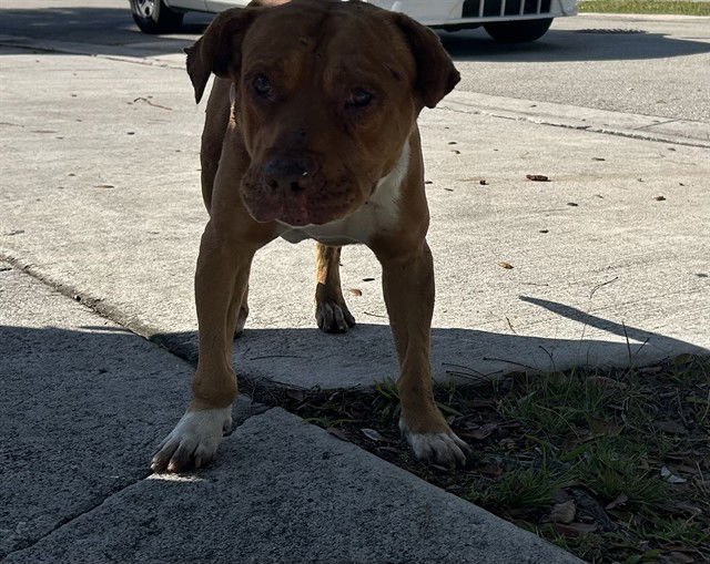 BENJI - American Bulldog available for adoption