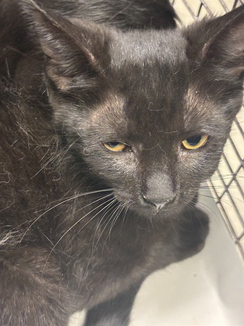 HABANERO - Domestic Short Hair available for adoption