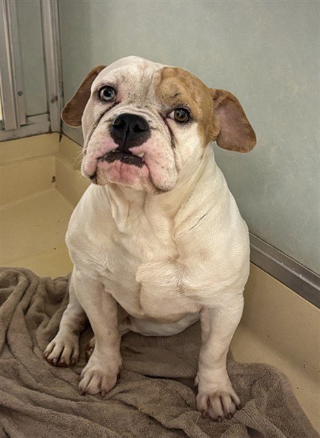 TANK - Bulldog available for adoption