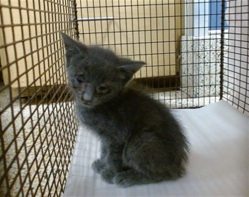 MARTY - Domestic Short Hair available for adoption